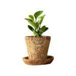 Snake plant - Image 3
